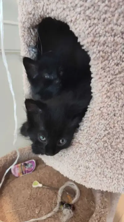 Black Kittens need homes, View more