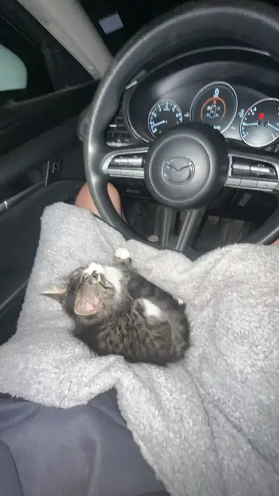 kitten for sale, View more