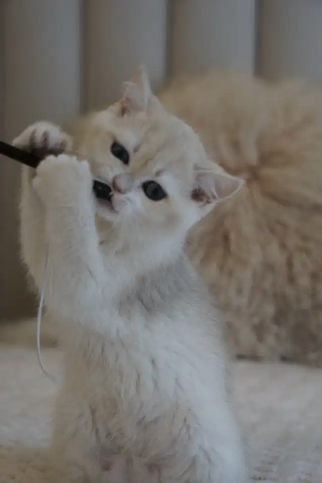 Purebred British Shorthair And Longhair Kittens in Cats & Kittens for Rehoming in City of Montréal - Image 8