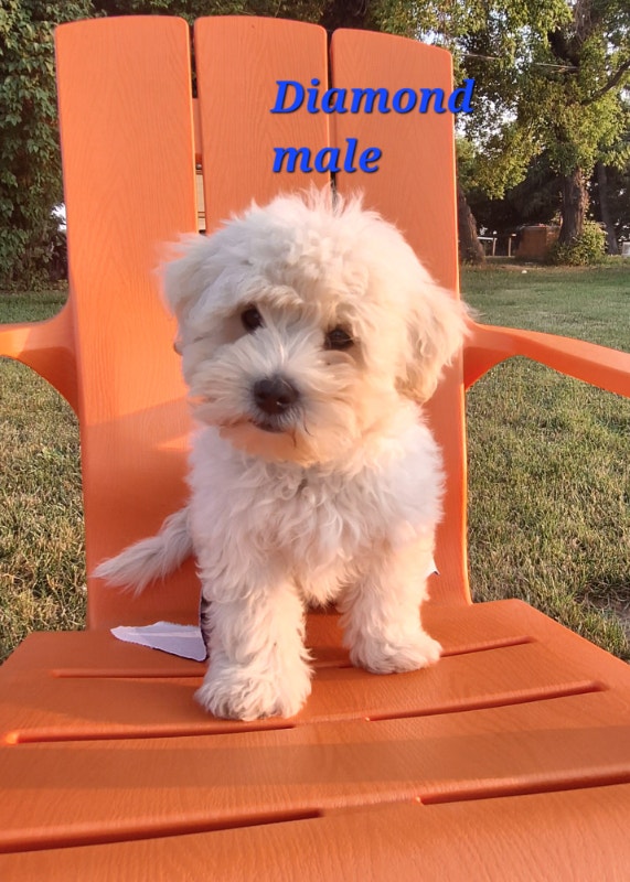 Shitzu/ toy poodle puppies available Dogs & Puppies for Rehoming