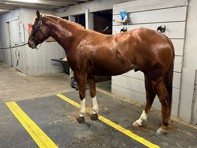 3yr old Aqha gelding in Horses & Ponies for Rehoming in Delta/Surrey/Langley