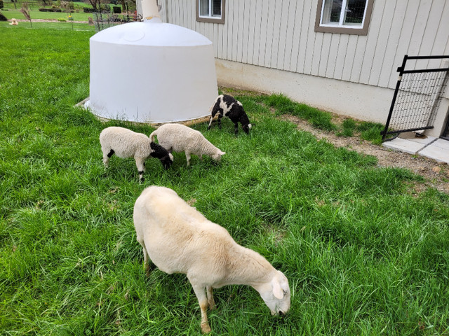 Sheep, ewe lamb pairs. in Livestock in Chilliwack - Image 3