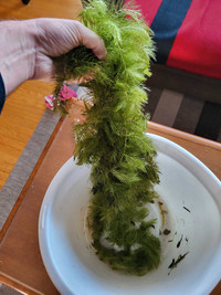 HORNWORT