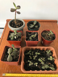 Starter JADE Plant Mini Shelf Desk healthy growth house indoor