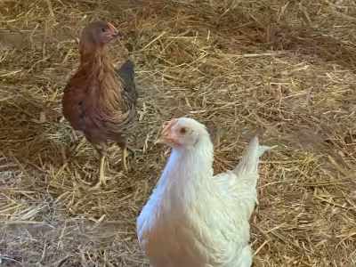 2 young hens one is 3 months old the other is 4 months old and a rooster who is 3 months old. I’m as...