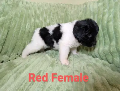 Landseer Newfoundland Puppies, View more