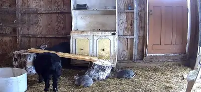 Chinchilla Rabits, View more