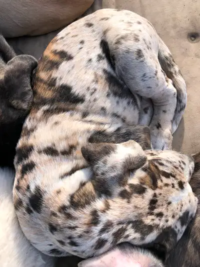 Great Dane X Neapolitan/English Mastiff, View more