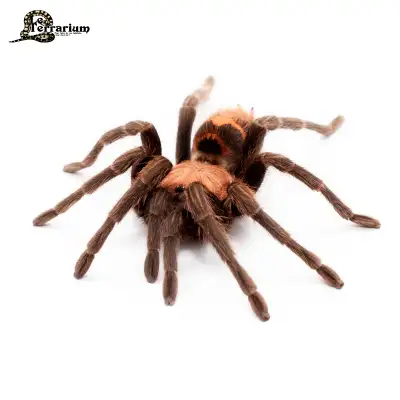Davus pentaloris - Mygale tigré du Guatemala - Femelle 3", View more