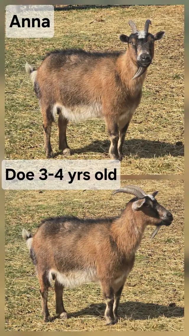 Nigerian Dwarf Goats For Sale in Livestock in Lethbridge - Image 4