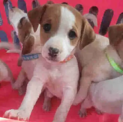 Jack Russell Terrier puppies, View more