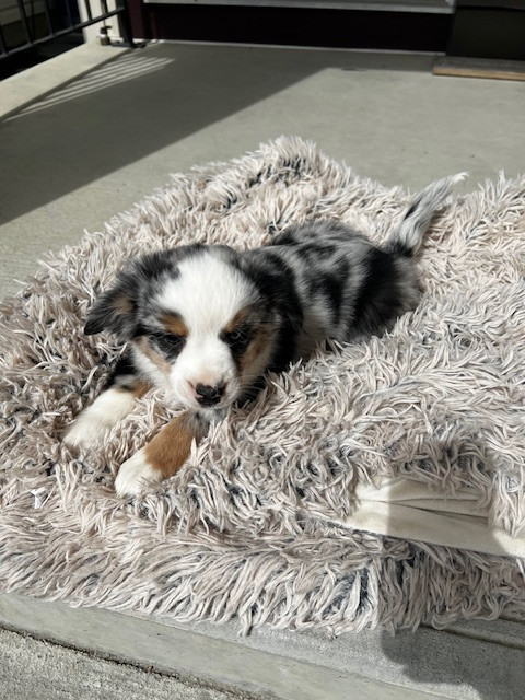 Stunning & Smart ASDR Miniature Australian Shepherd Pups in Dogs & Puppies for Rehoming in Burnaby/New Westminster