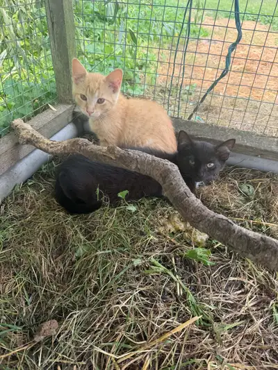 Sweet little kittens, View more
