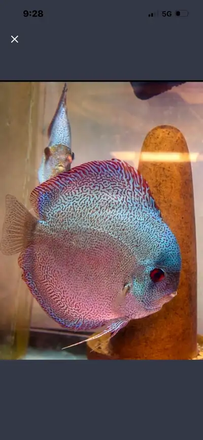 Super blue  panthera discus baby, View more