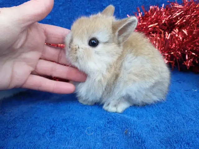 EXTRAORDINARY Netherland dwarf, Holland lop, Lionhead, mini rex in Small Animals for Rehoming in Cornwall - Image 9