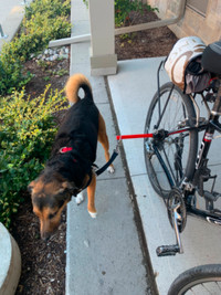 Dog bicycle exercise leash/harness