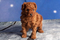 Mini Poodle puppy, boy, dark red, purebred with pedigree