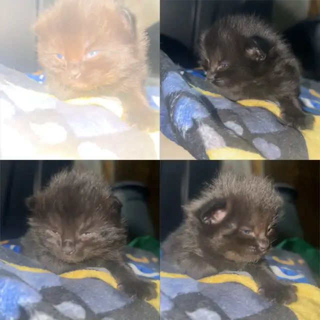 Tortoise shell maincoon kittens | Cats & Kittens for Rehoming ...