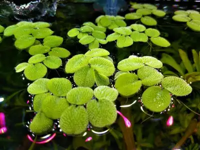 Floating Aquarium plants - Salvinia Minima., View more