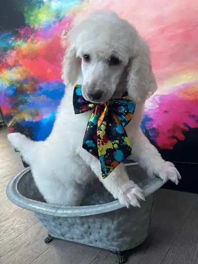 Purebred Standard Poodle Puppy, View more