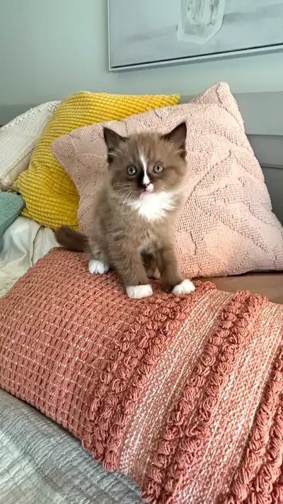 TICA registered Ragdoll Kittens. Bred in a loving home with other pets. Ragdolls are known for their...