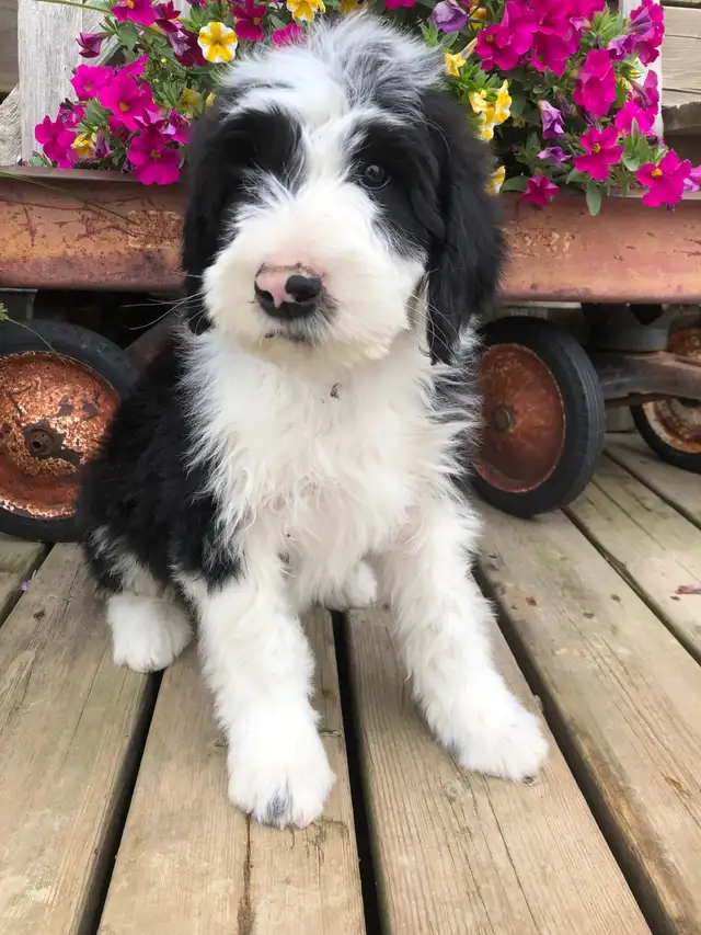 sheepadoodles F1 ❤️ in Dogs & Puppies for Rehoming in Edmonton - Image 2