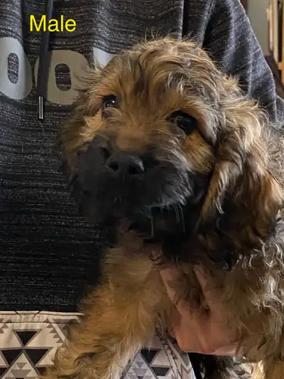 ADORABLE Cockapoo puppies, View more