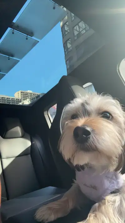 Morkie for rehoming, View more