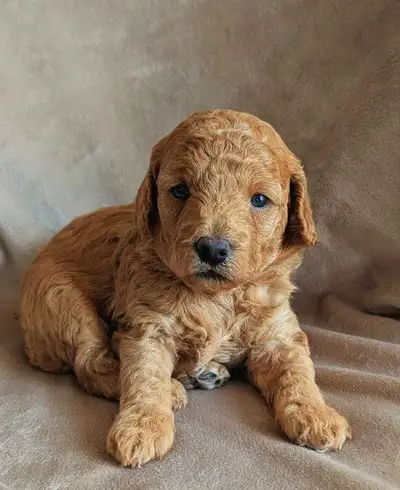 miniature toy poodle puppy, View more