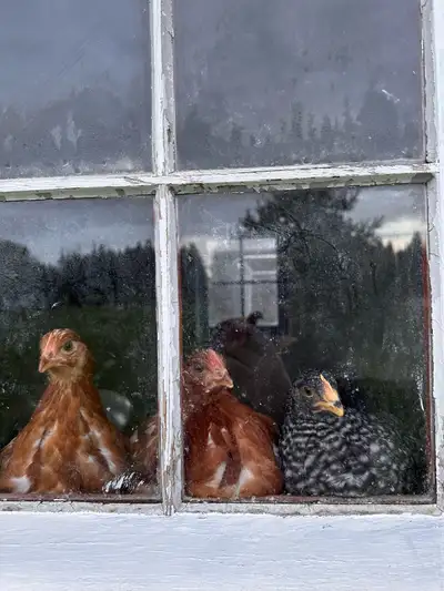 Laying Hens , View more