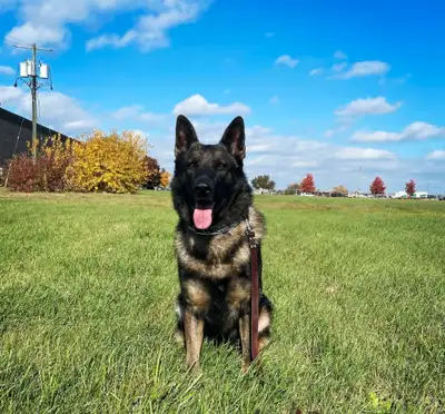 German Shepherd Puppies!!!!, View more