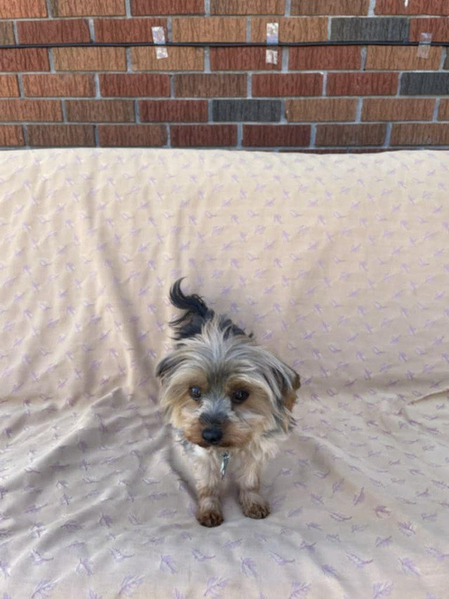 Beau petit mâle Yorkshire à vendre dans Chiens et chiots à adopter  à Granby - Image 2
