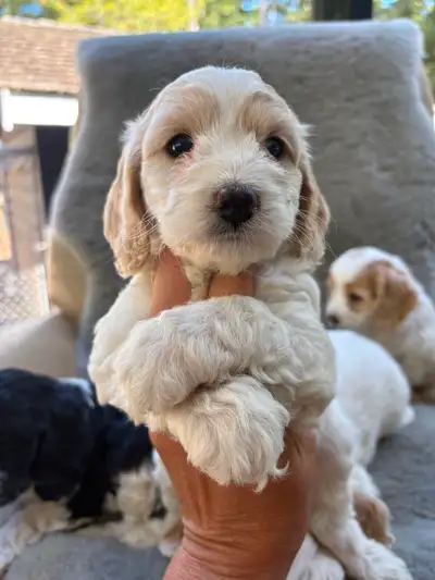 ECS English cocker spaniel x toy poodle,  English cockapoos, View more