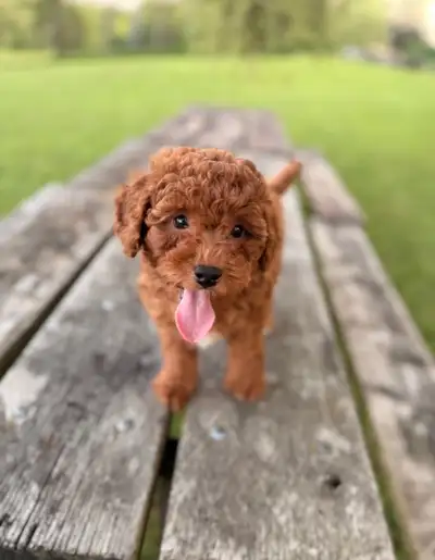 Goldendoodle puppies, View more