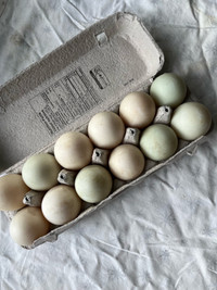 Duck hatching eggs - pekin and rouen