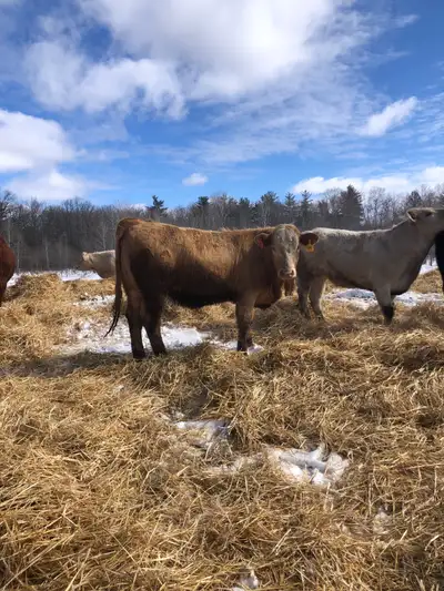 bred heifers, View more