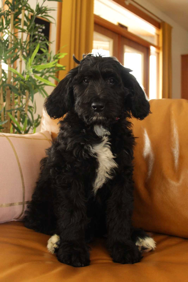 F1B midsize Bernedoodle puppies  in Dogs & Puppies for Rehoming in Vancouver - Image 3