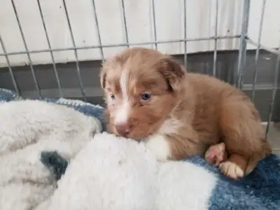 Berger australien X Husky Sibérien, View more