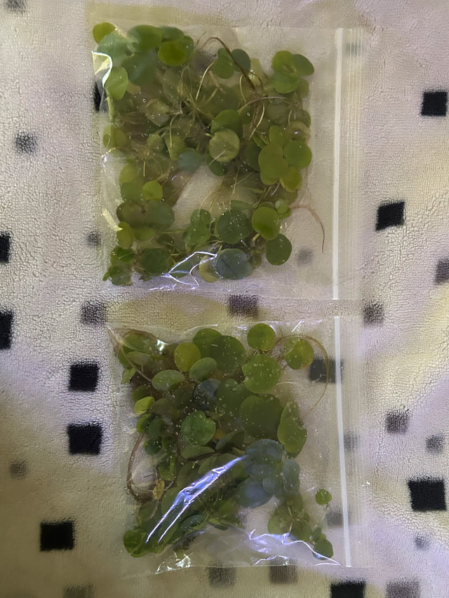 Floating Plants - Amazon Frogbit in Other in Burnaby/New Westminster - Image 3