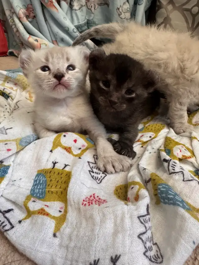 highland lynx in Cats & Kittens for Rehoming in Laval / North Shore - Image 6