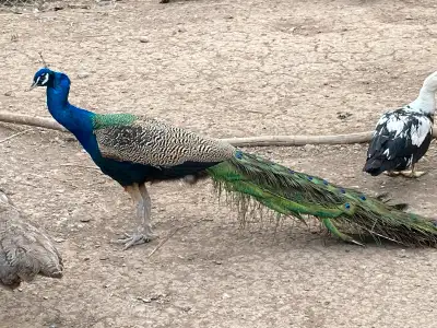 Male Indian Blue Peacock, View more
