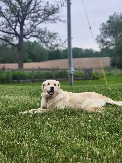 Great Pyrenees/Golden Retriever, View more