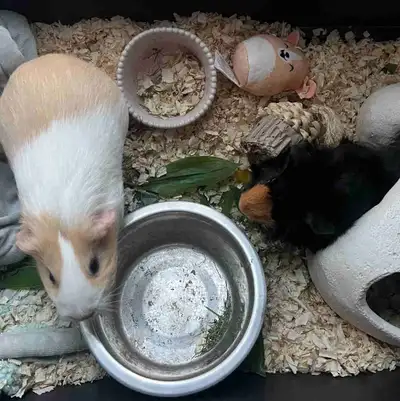 Two Free Female Guinea Pigs We’re giving away two adorable female guinea pigs for free. We got them...