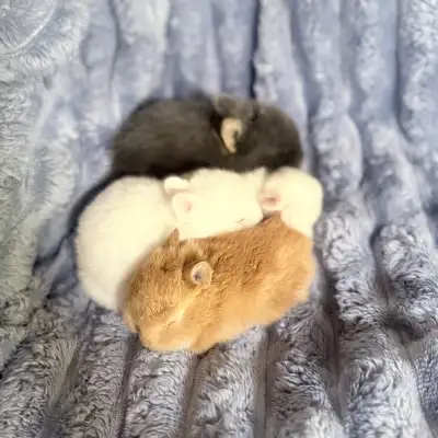 Nether land dwarf bunnies for Rehoming, View more