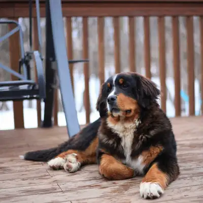 Bernese Mountain Dog - Male, View more
