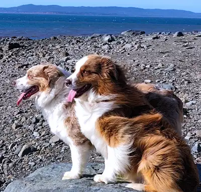 Gorgeous Australian Shepherd Puppies, View more