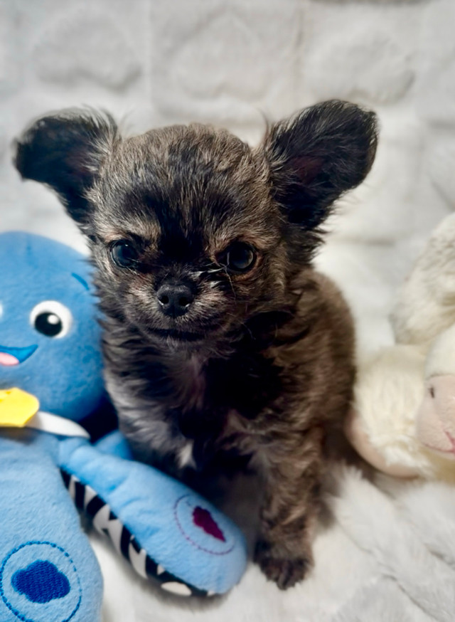 All 4 females BEAUTIFUL apple head high-quality Chihuahua puppie in Dogs & Puppies for Rehoming in City of Toronto - Image 2