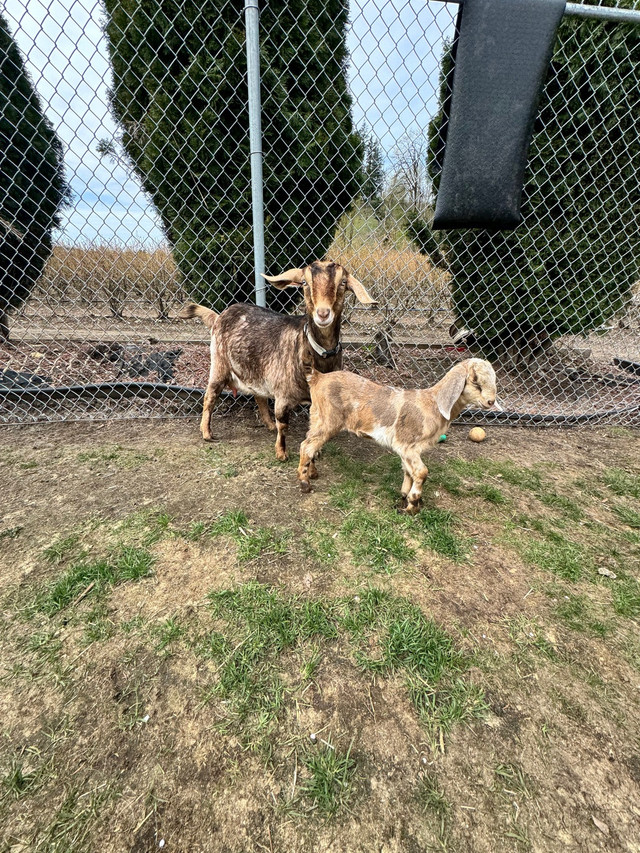 NUBIAN GOATS  in Livestock in Abbotsford - Image 2