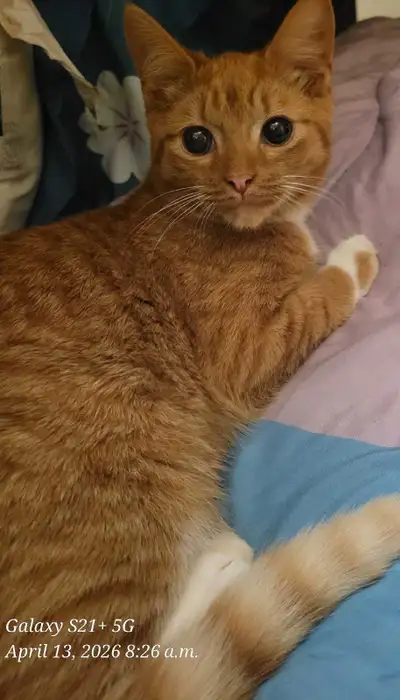 1 male orange tabby kitten for sale $80, View more