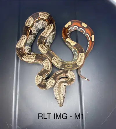 boa constrictor, View more